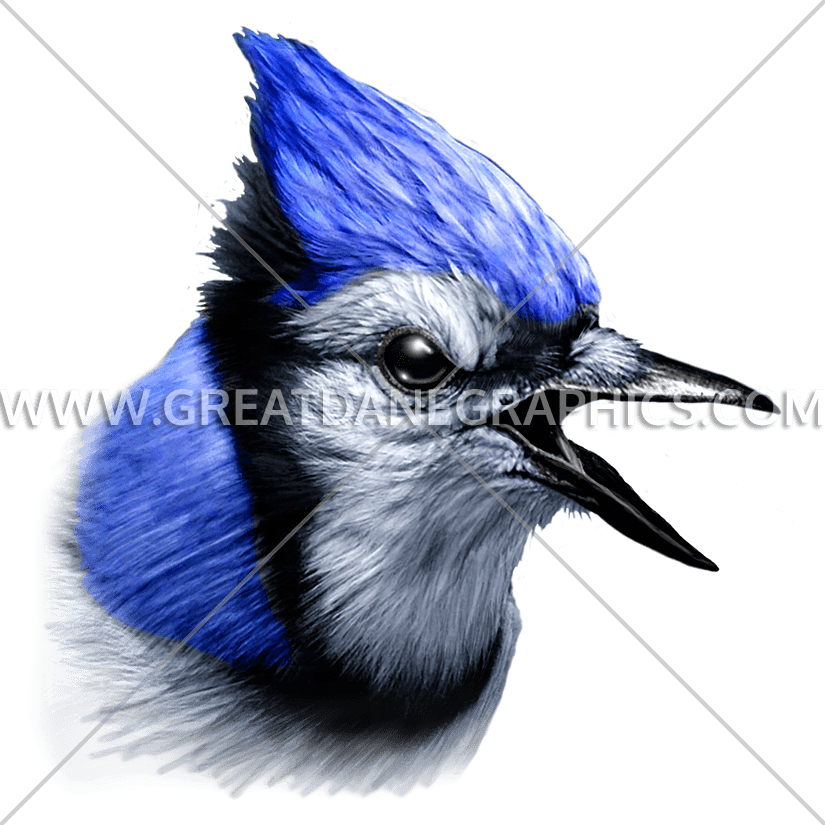 Blue Jay Head (825x825)