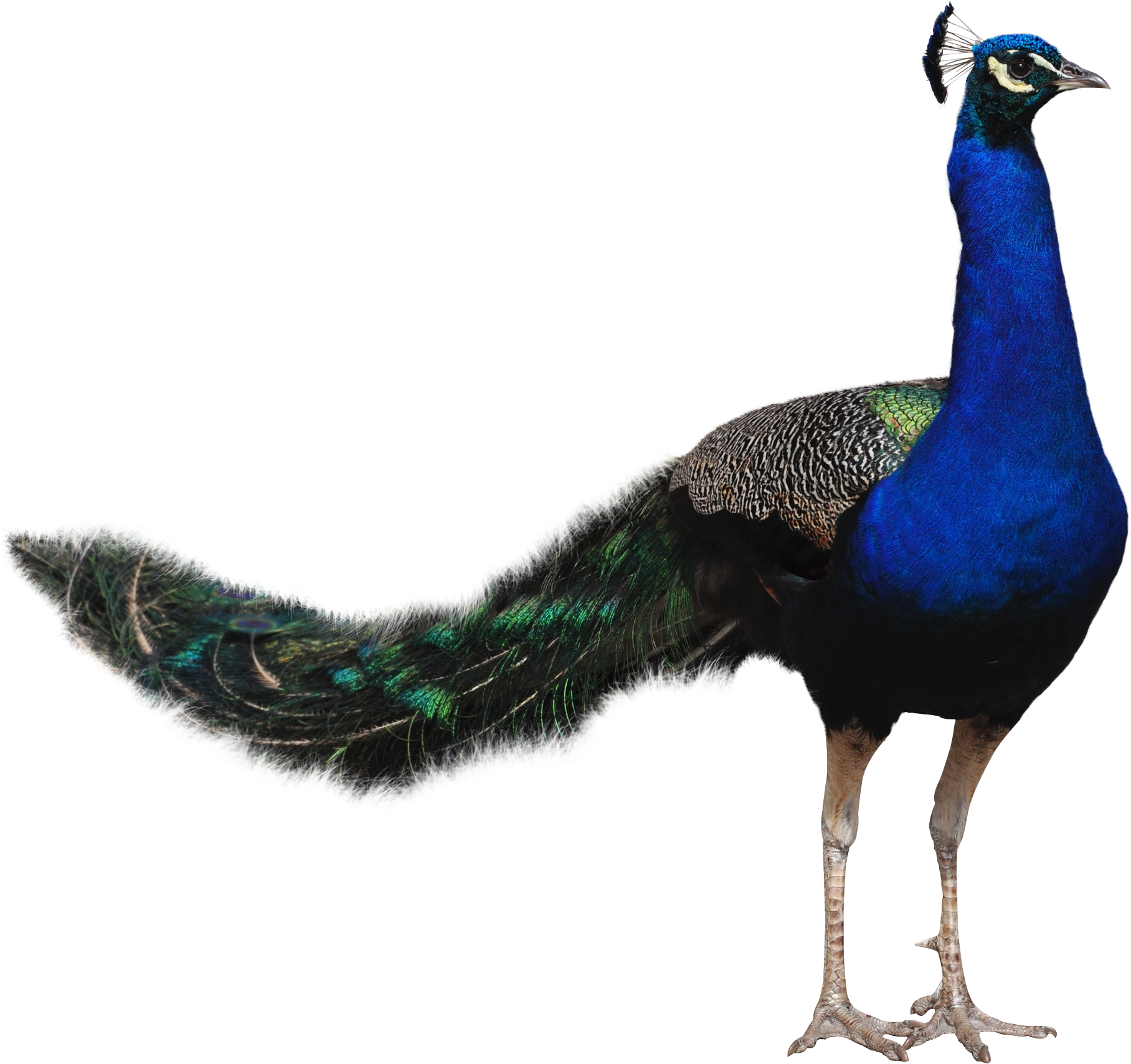 Peacock Png Transparent Image - Peacock Png (2000x1800)