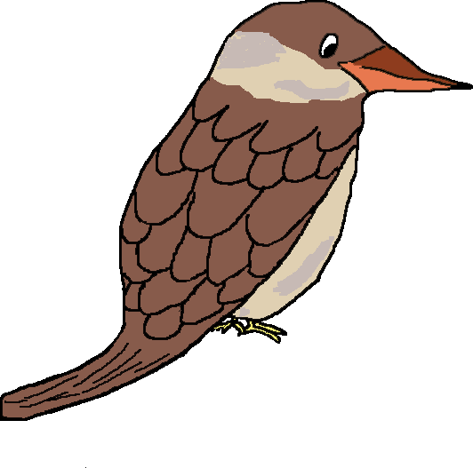 Kookaburra Clipart Cute - Kookaburra Clip Art (532x527)