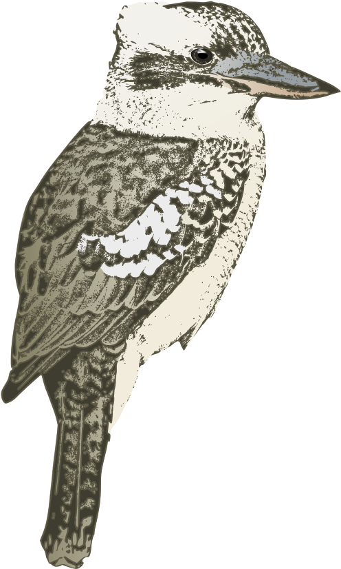 Kookaburra Sitting Kookaburra Isolated Transparent - Kookaburra (667x1000)