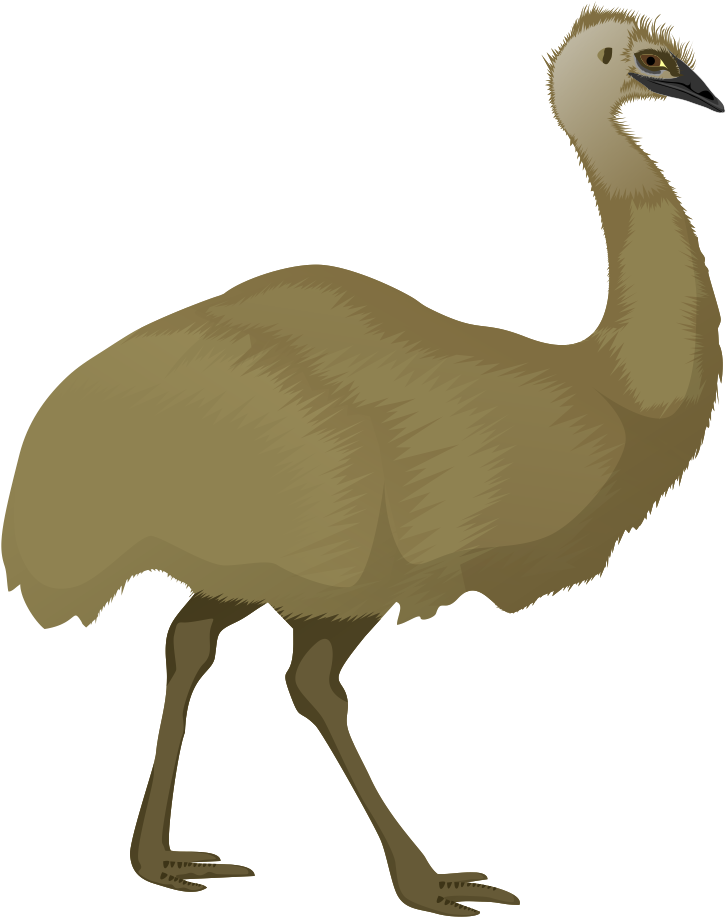 Free To Use & Public Domain Birds Clip Art - Emu Clip Art (850x983)