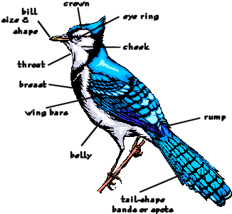 Bird Diagrams - Basic Parts Of A Bird (400x350)