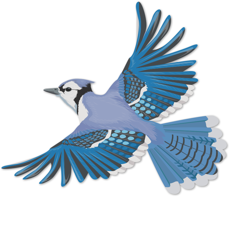 Blue Jay (848x848)