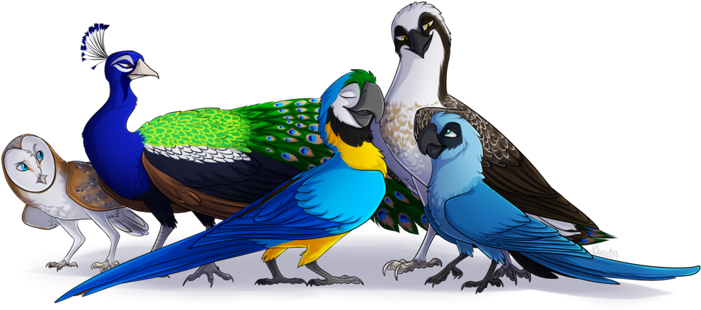My Favorite Bird Species By Nairasanches - Species Of Birds Png (1024x494)