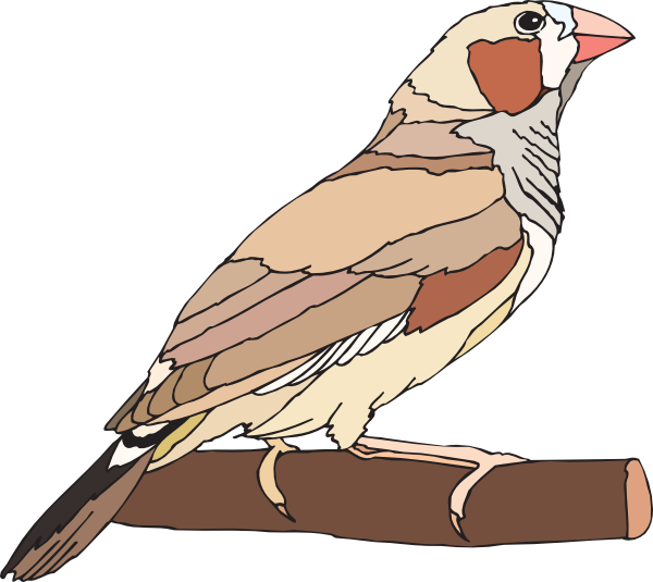 Zebra Finch Svg Clip Arts 600 X 535 Px - Stock.xchng (600x535)