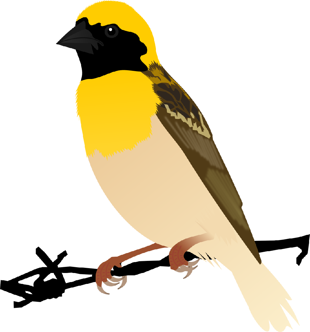 Kreisel Technologies - Weaver Bird Png (1024x1097)