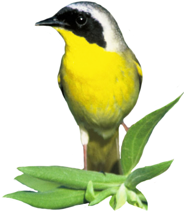 Clip Art Of Common Yellow Throat - Common Yellowthroat Clipart (365x418)