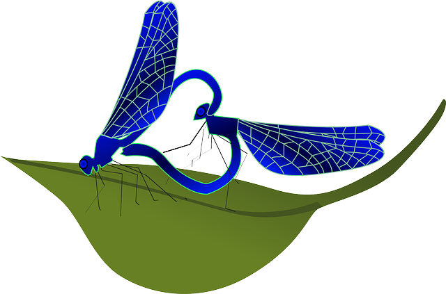 Fly Dragonfly, Heart, Insect, Copulation, Fly - Yusufcuk Böceği Çiftleşmesi (640x423)