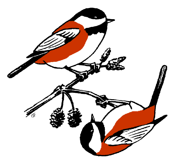 Skagway Bird Club Meeting - Chickadee (740x668)