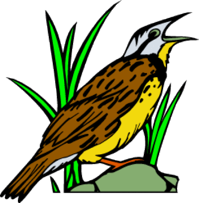 Western Meadowlark - Eastern Meadowlark (400x408)