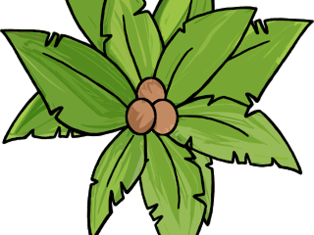 Palm Tree Clipart Top View - Clip Art (640x480)