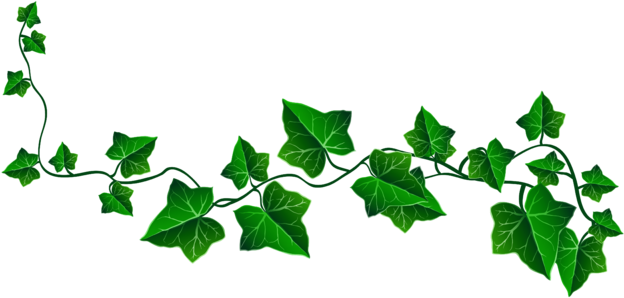 Vine Ivy Decoration Png Clipart Plant Background - Ivy Drawing (640x307)