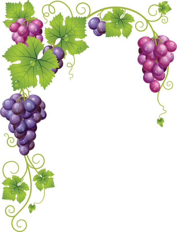 Vines Clipart Raspberry - Grapes Vector (610x800)