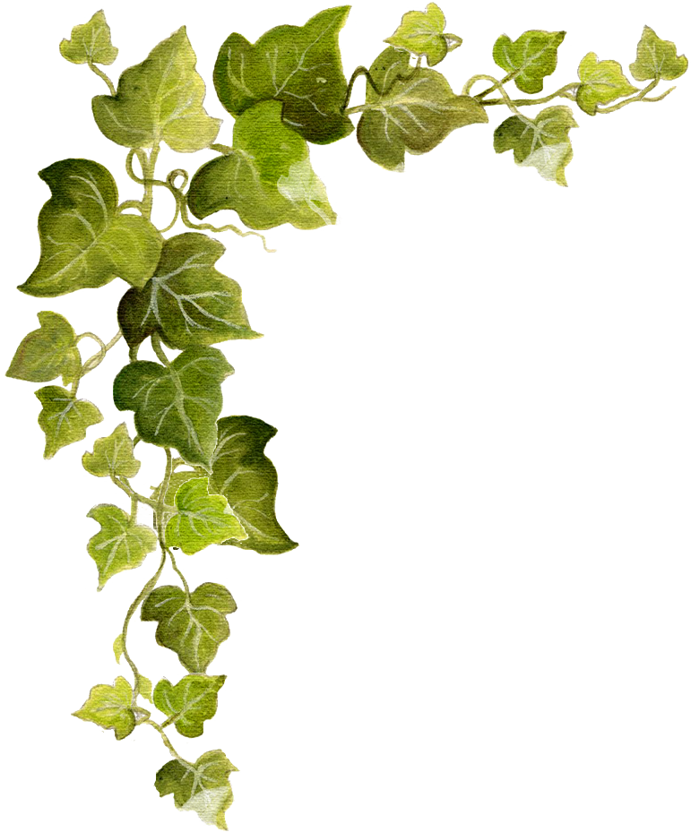 Common Ivy Vine Clip Art - Free Ivy Png (771x929)