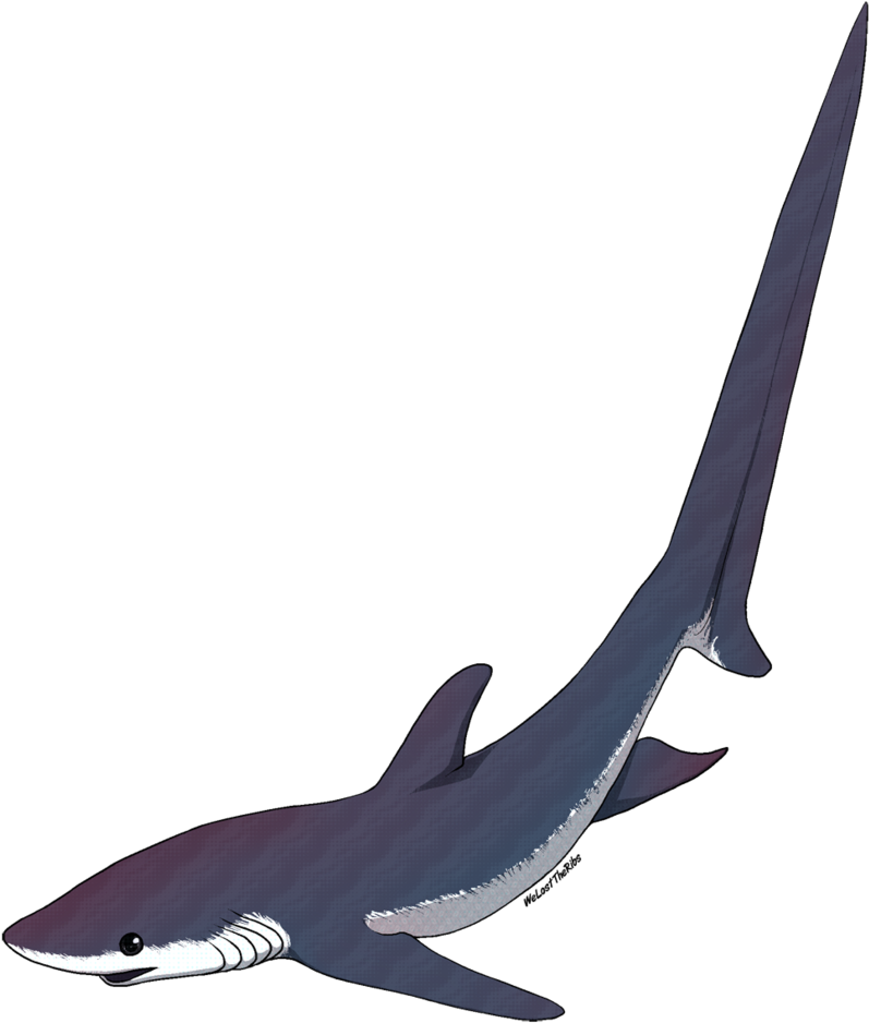 Thresher Shark Tattoo - Thresher Shark Silhouette Png (826x967)