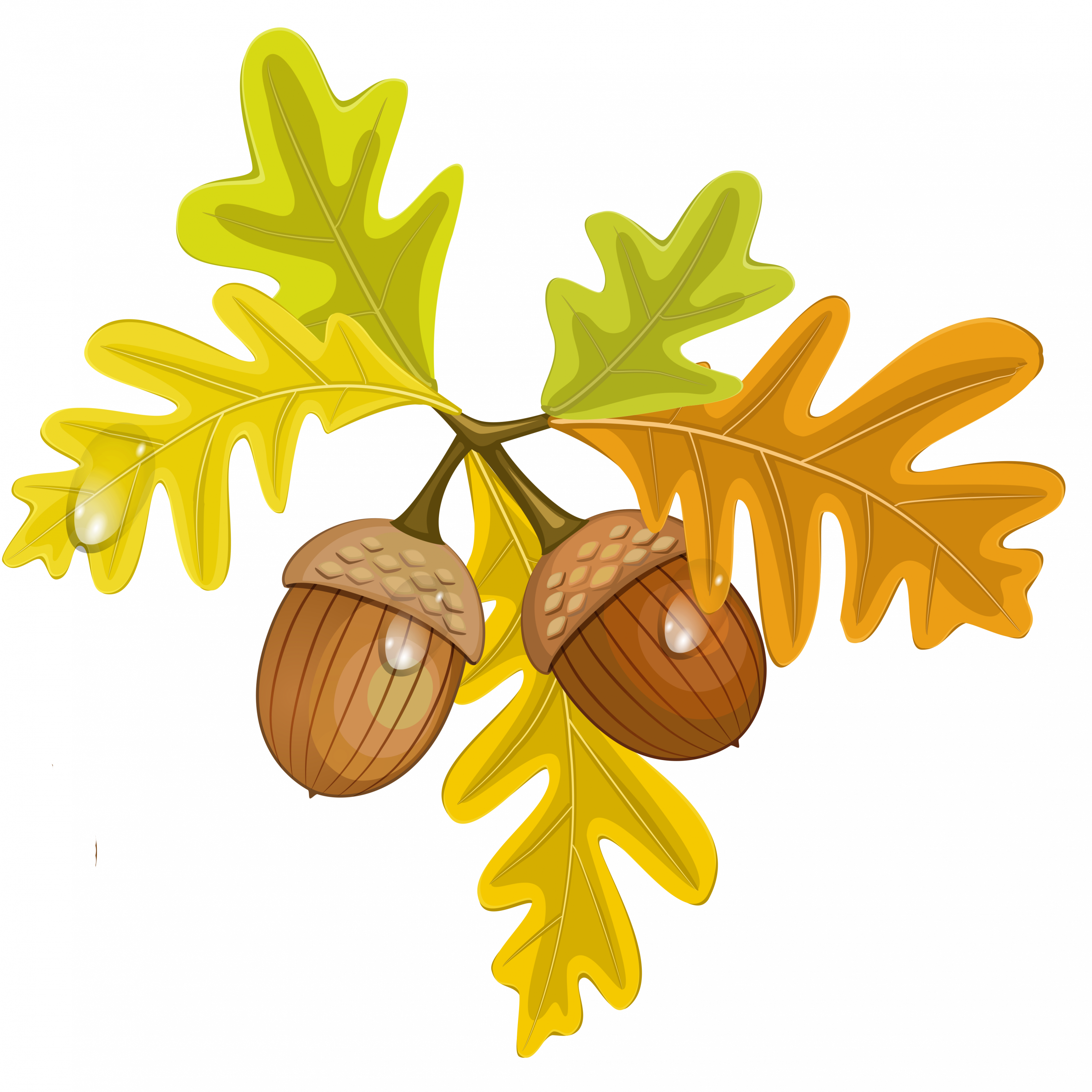 Acorn Clipart Small - Fall Acorn Clip Art (3000x3000)