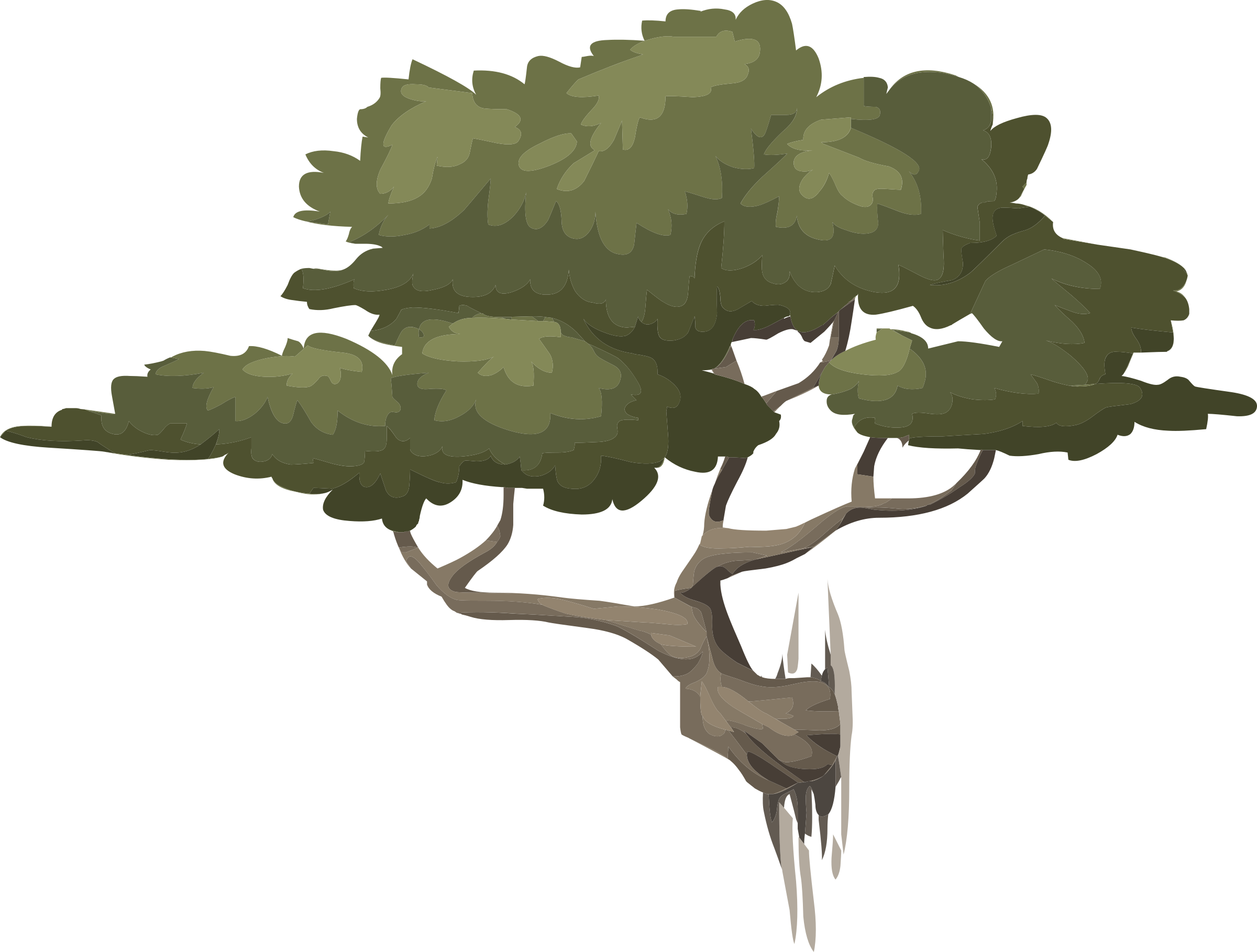 Medium Image - Free Illustration Coppiced Woods Trees Free (2400x1818)