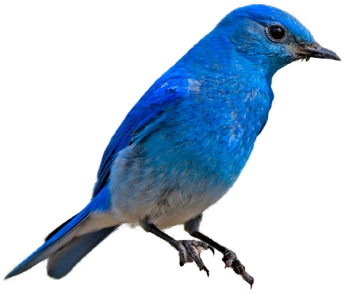 Mountain Bluebird Transparent Background (493x420)