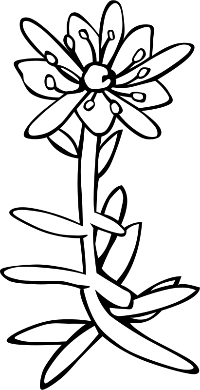 Saxifrage Clip Art (411x800)