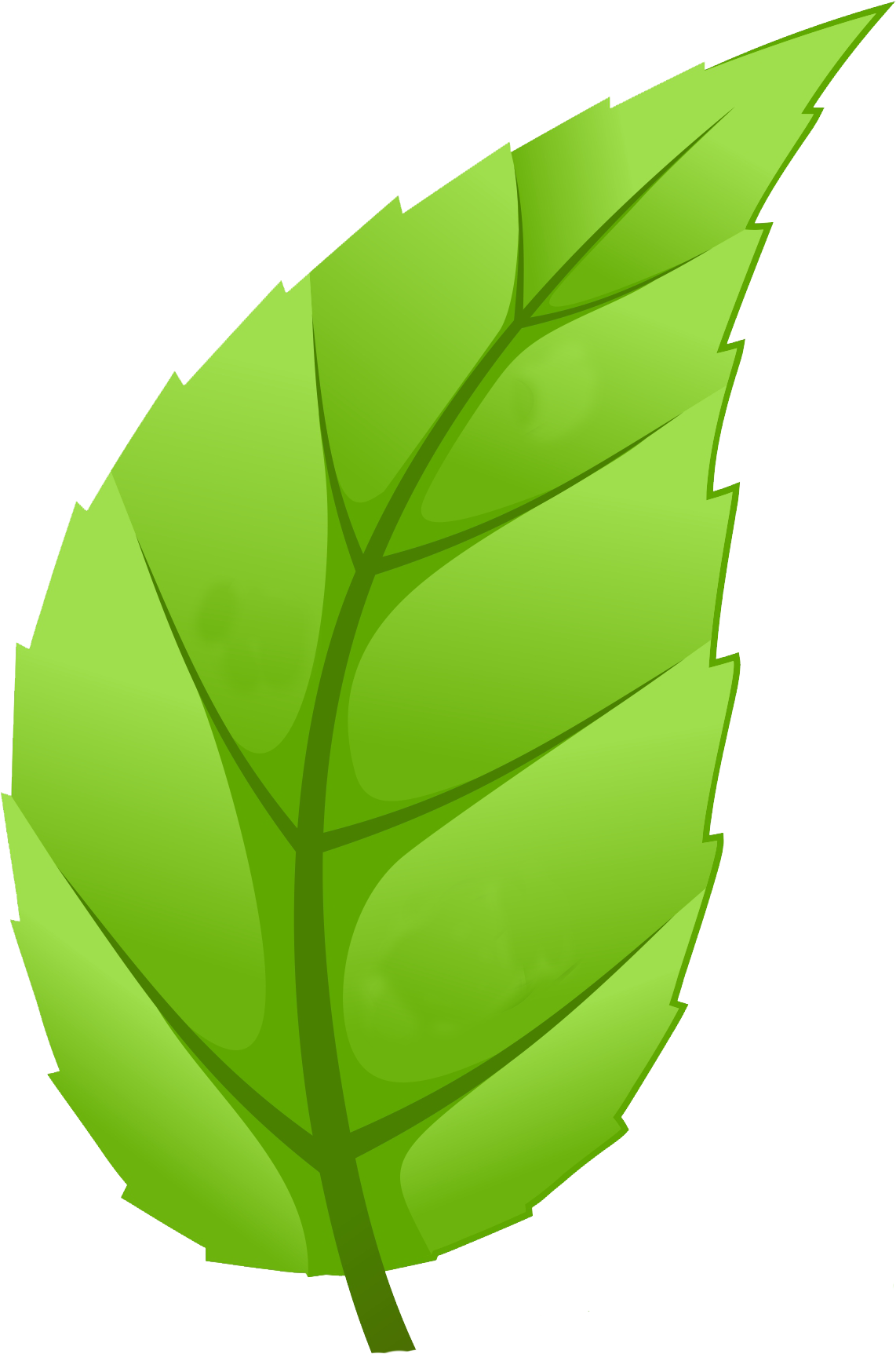 Healthy Communities - Leaf Of Tree Png (1416x1866)