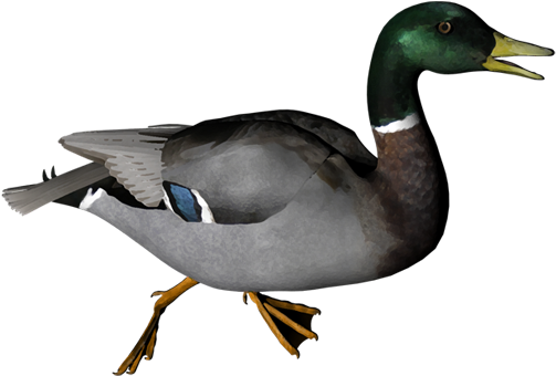 Duck Png (505x505)