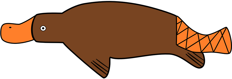 Duck-billed Platypus Platypus Duck Billed Egg Laying - Cartoon Platypus Oval Ornament (960x480)