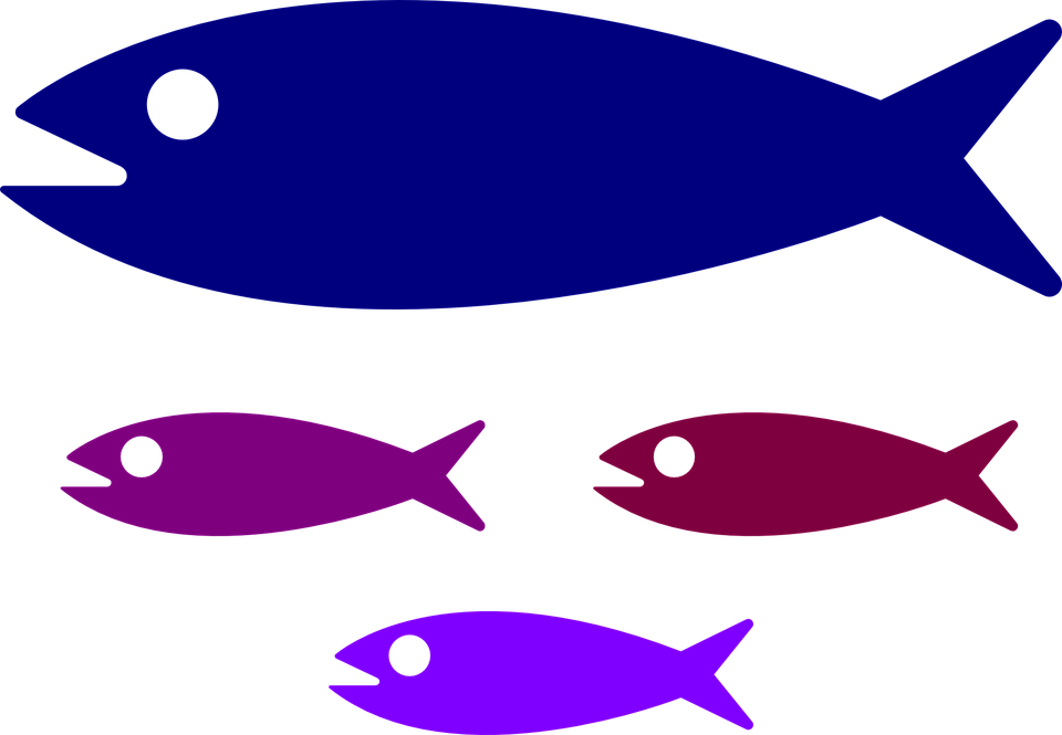 Small Medium Large Fish (1200x832)
