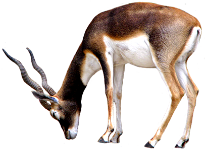 Horse Clip Art Sideways, Antelope Clip Art - Antelope Clear Background (413x312)