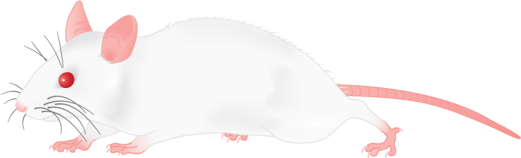 Ill Png, White Mouse - Clip Art (749x228)