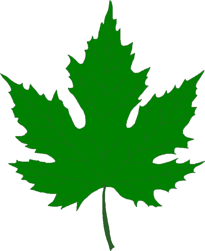 Pin Leaf Clipart Sycamore Tree - Silver Maple Leaf Clip Art (737x885)