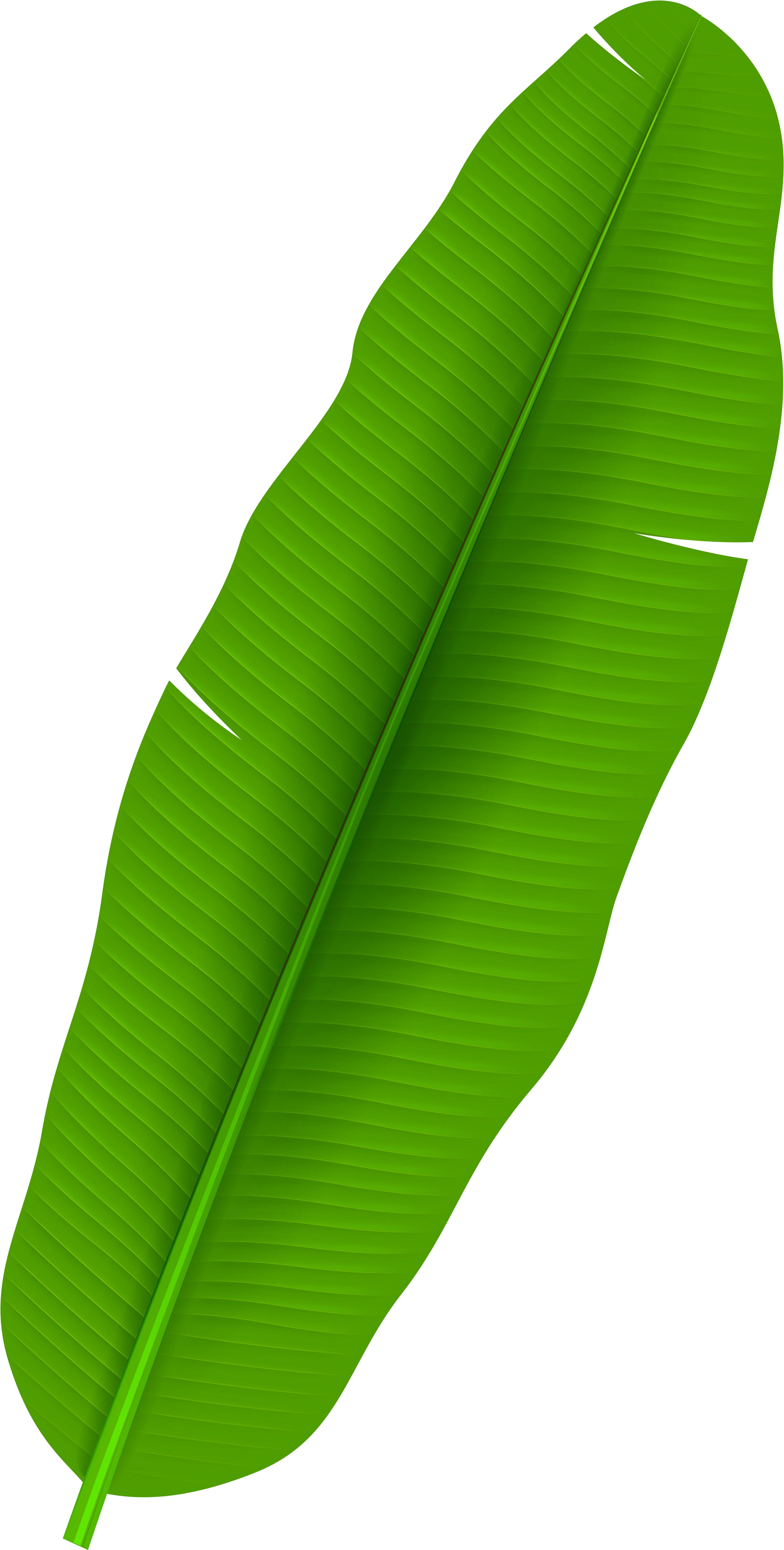 Exotic Palm Leaf Transparent Png Clip Art - Banana Leaf Clipart Png (4363x8000)