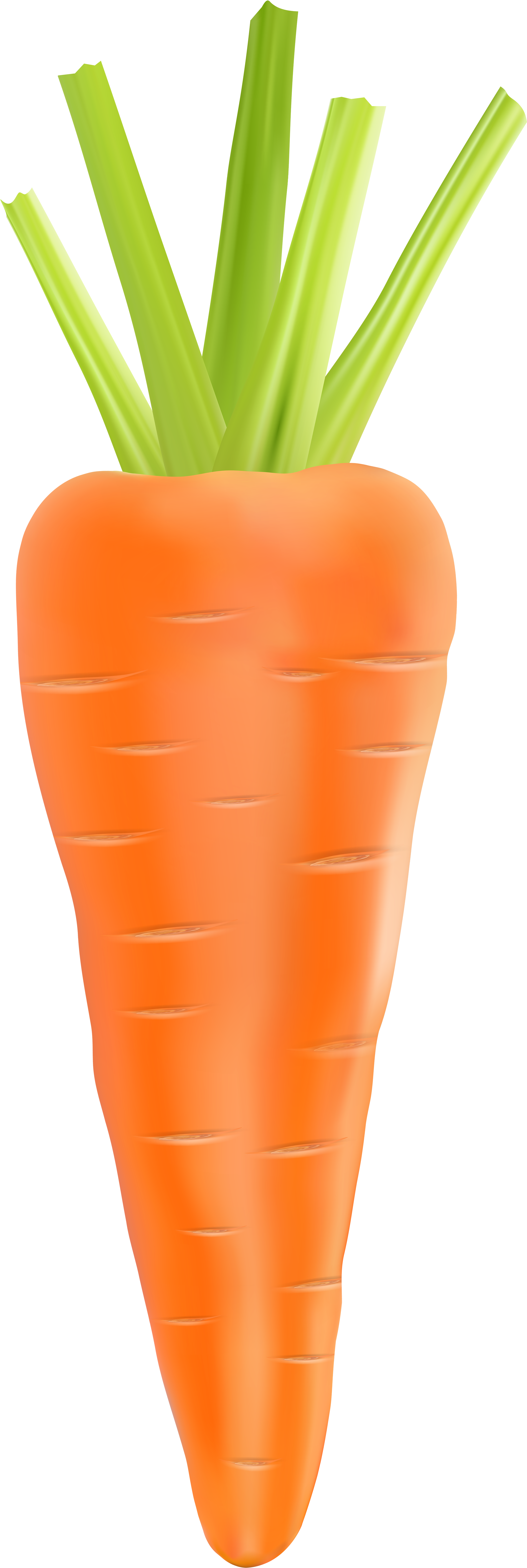 Carrot Clip Art - Carrot (2753x8000)