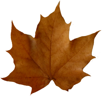 Leaf Fall Leaves Clip Art Beautiful Autumn Clipart - Brown Leaf Transparent Background (409x379)