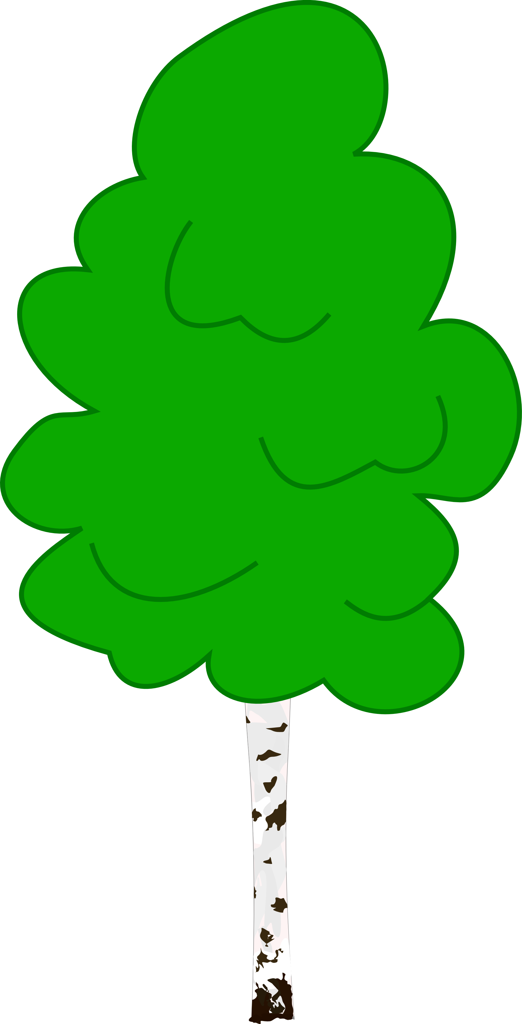 Birch Cliparts - Birch Clipart (1979x3880)