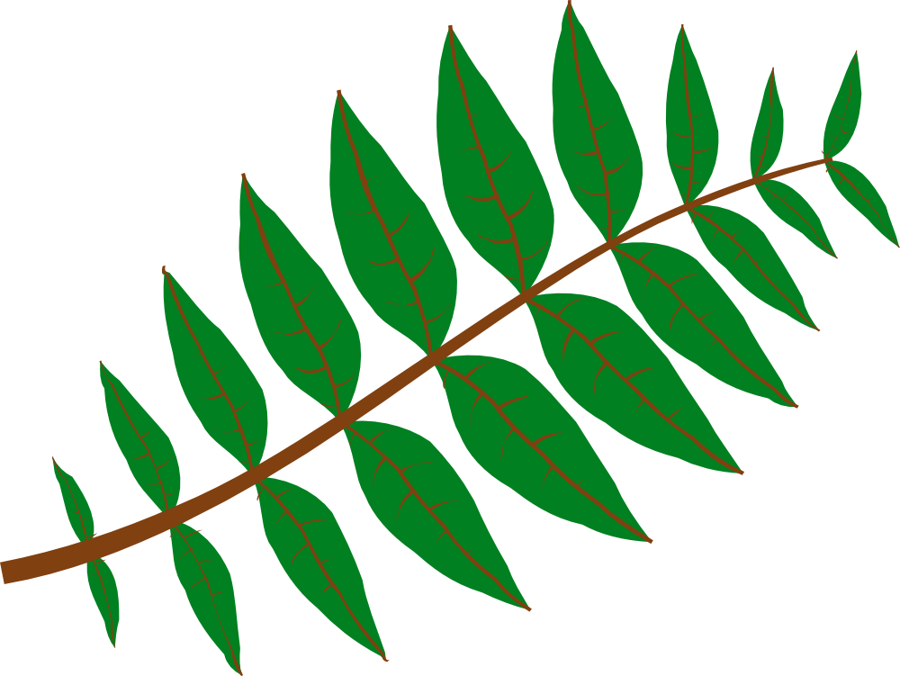 Net » Clip Art » Pinnate Leaf Flower Valentine Svg - Leaf Clip Art (1000x751)