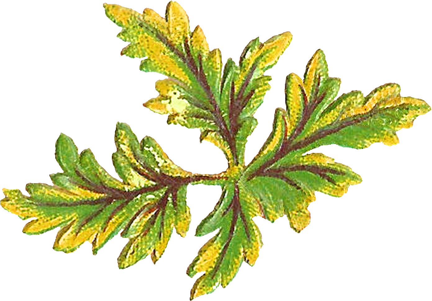 The First Digital Leaf Clip Art Shows Leaves With One, - Leaf (1569x1229)