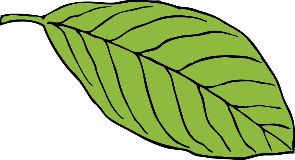 Green Leaf Oval Shape Chlorophyll Lush Foliage - Cartoon Images Of Leaf (1000x542)