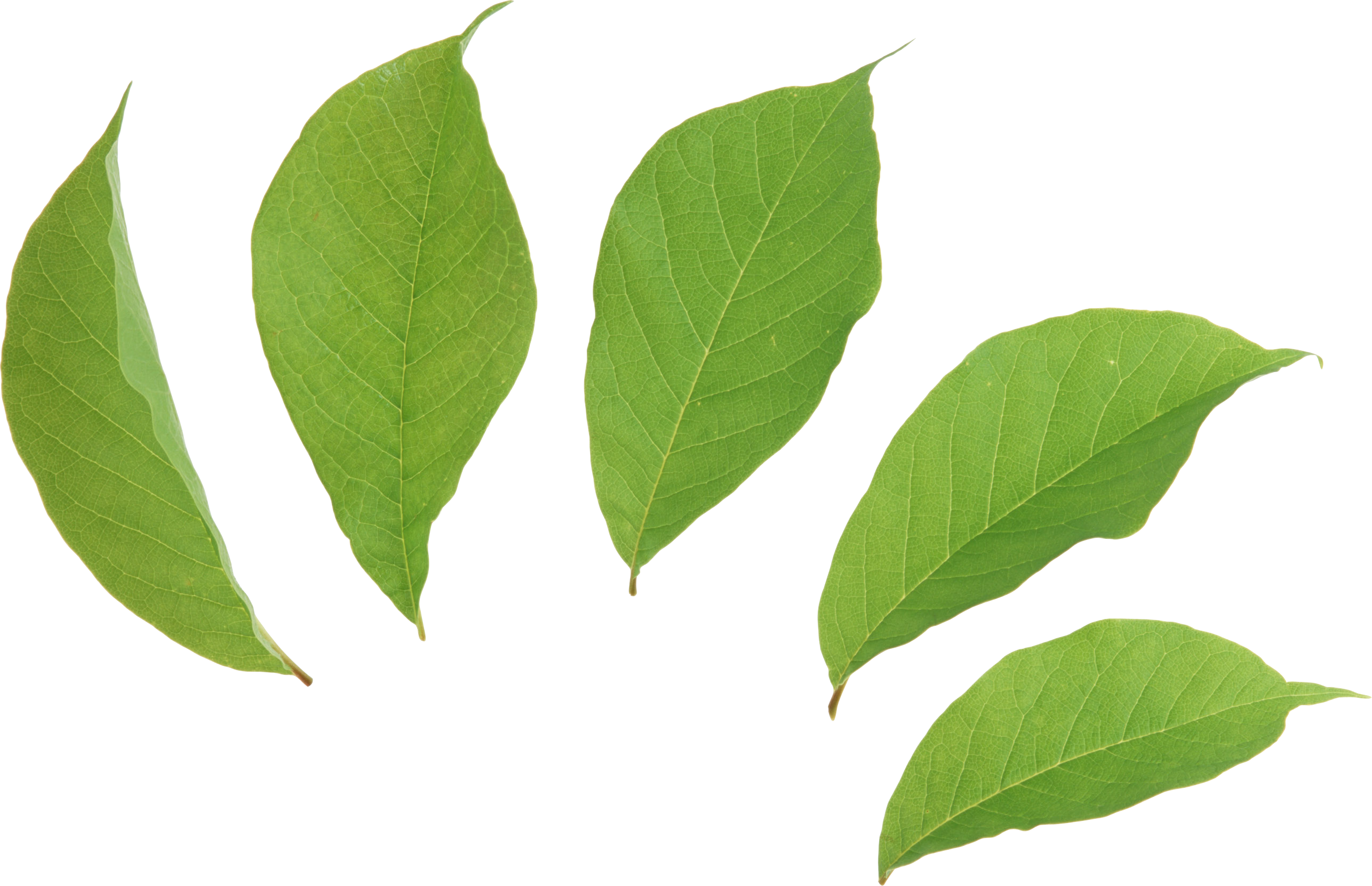 Green Leaves Two Isolated Stock Photo By - Leaves Png (2572x1662)