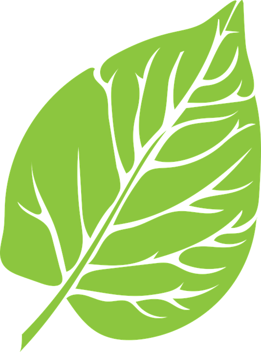 Leaf Green Lush Growth Green Leaf Green Le - Vectoresd E Arboles Animados Con Circulos (534x720)