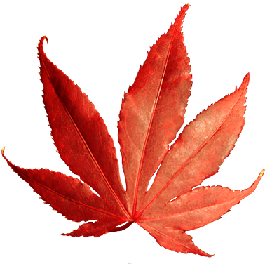 Autumn Graphics Png, Leaves Of Autumn Png, Fall Clipart - Leaf Png Clipart Red (384x375)