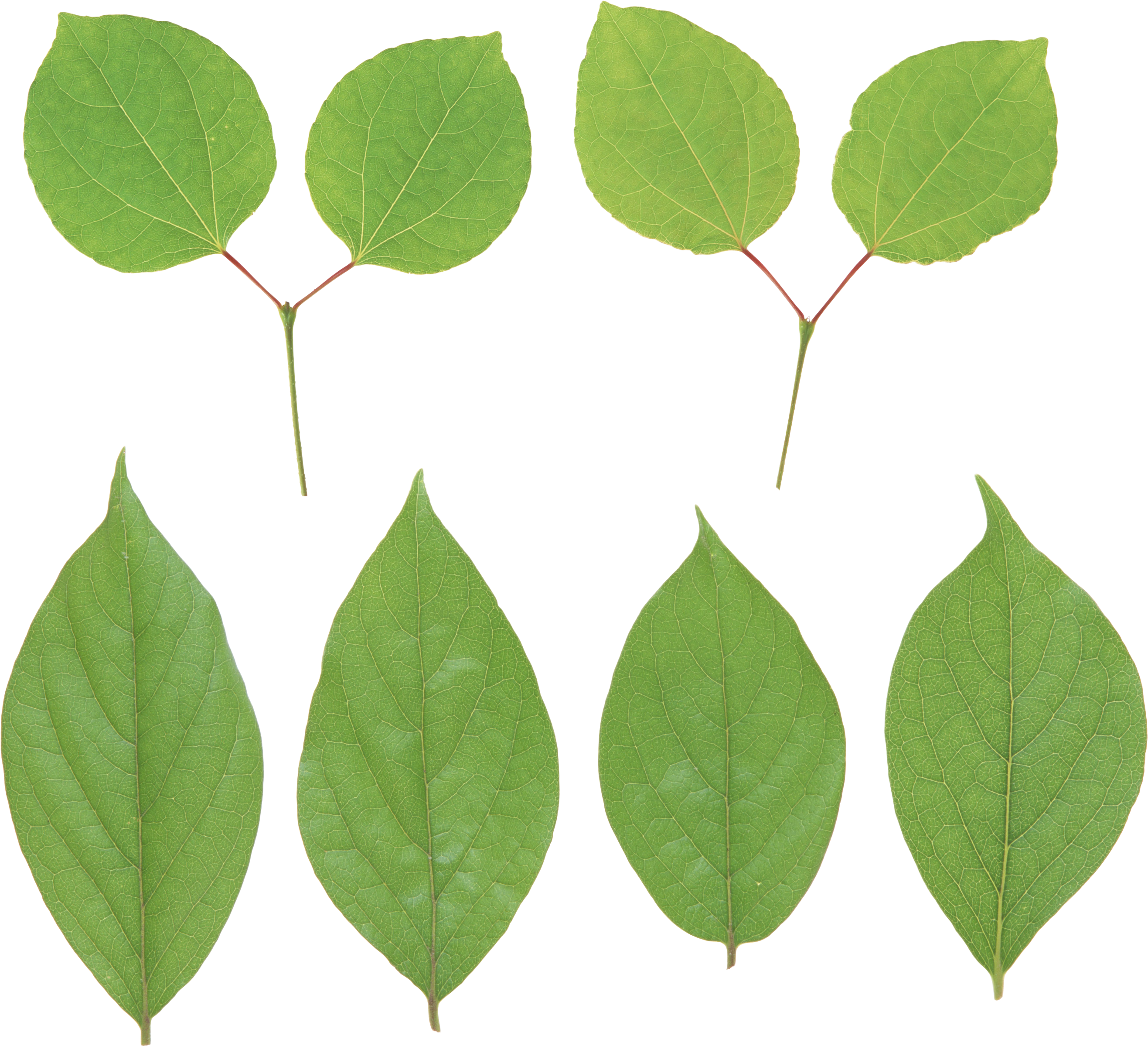 Green Leaf Png - Portable Network Graphics (2752x2608)