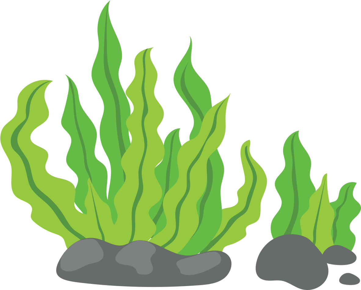 Seaweed Clip Art - Seaweed Clip Art (1181x1181) .
