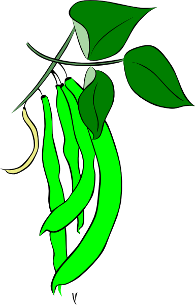 Green Bean Plant Clipart - Cartoon Picture Of Green Beans (728x1135)
