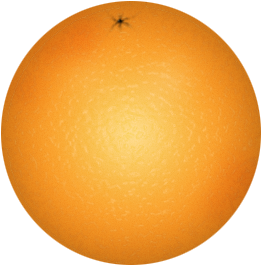 Orange Clip Art - Orange Clip Art Png (600x400)