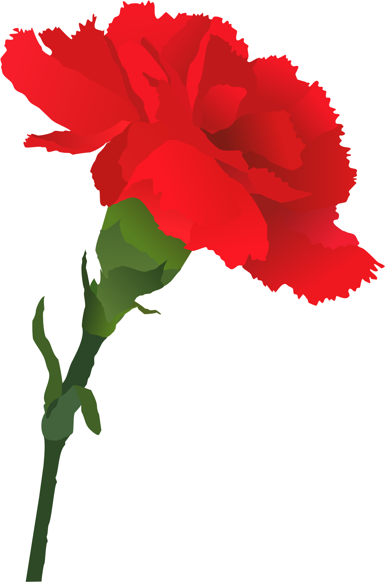 Carnation Cliparts - Carnation Clipart Png (1697x2400)