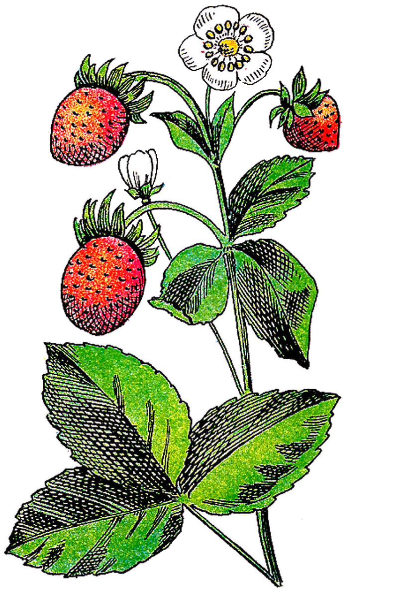 Strawberry Flower Fruit Plant Clip Art - Strawberry Flower Fruit Plant Clip Art (1073x1519)