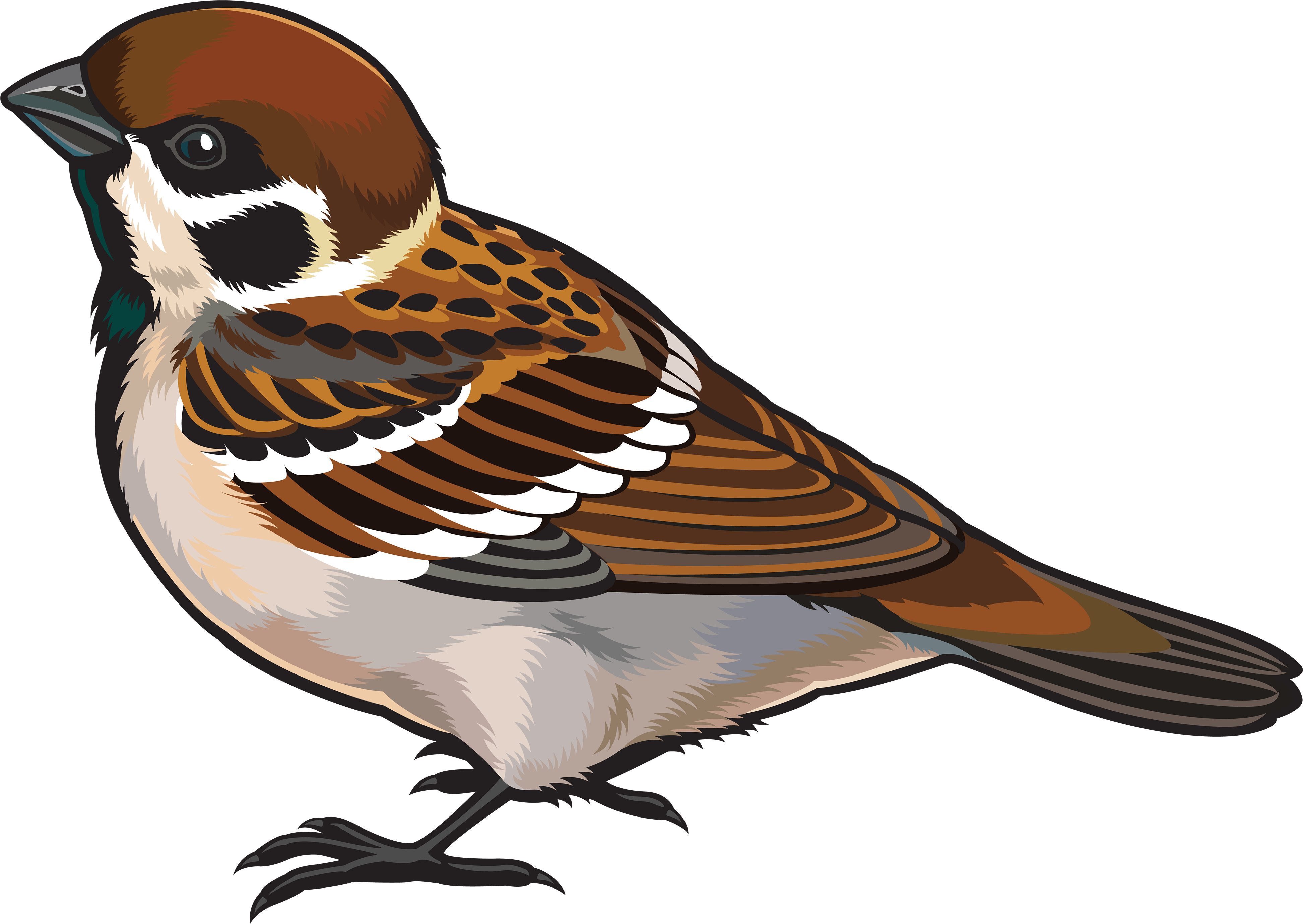 Sparrow Png Clipart - Sparrow Images Clip Art (4000x2882)