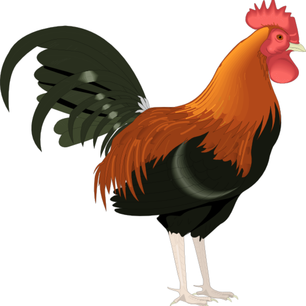 Rooster Clipart Rooster Clip Art Cartoon Free Clipart - Rooster Clipart (1024x1024)