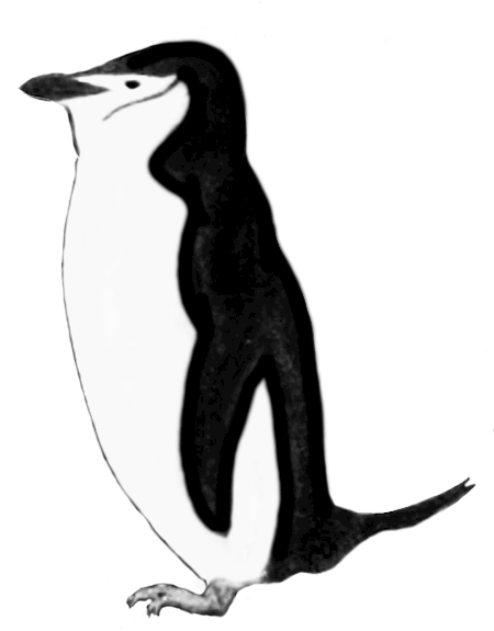 Penguin Clip Art Black And White - Clip Art (449x591)