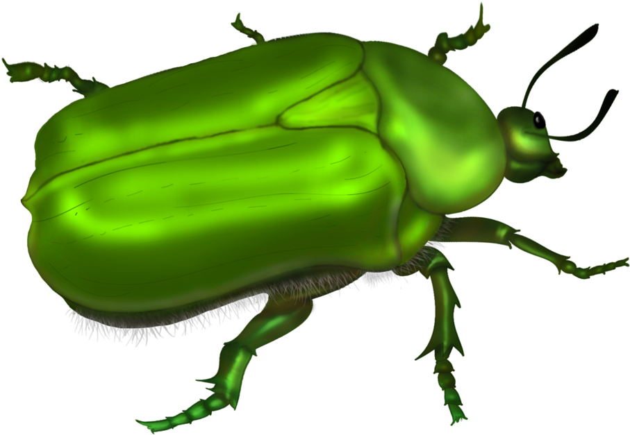 Green Beetle Vector By Roula33 On Deviantart - Green Bug Clipart (1024x739)